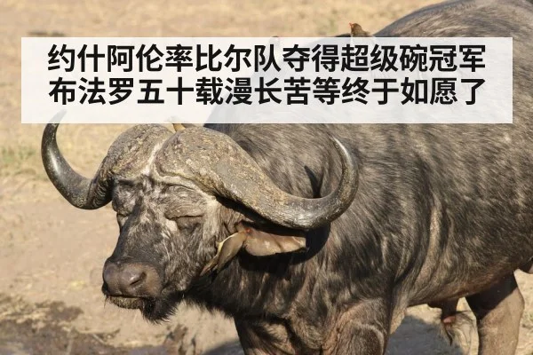 约什阿伦率比尔队夺得超级碗冠军 布法罗五十载漫长苦等终于如愿了